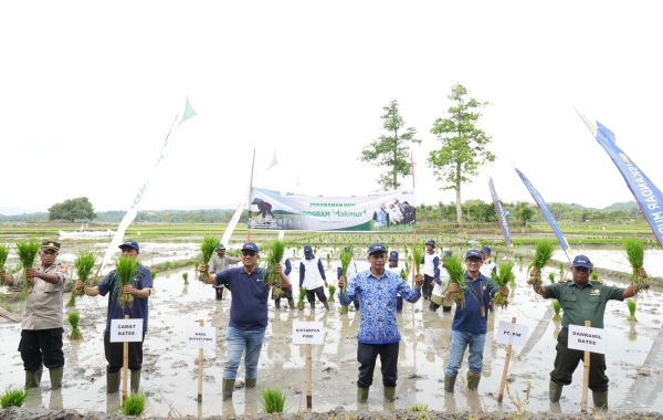 Perluas Program Makmur, PT PIM Tanam Padi di Pidie